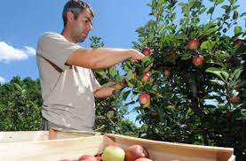 Lagern sie die gesunden, unbeschädigten äpfel auf. Landwirtschaft Der Zankapfel Wissen Stuttgarter Nachrichten