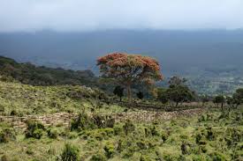 Image result for Hagenia abyssinica