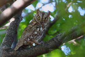 O γκιόνης ή γκιώνης (otus scops) είναι ένα πουλί με χαρακτηριστικό κάλεσμα που. O Gkiwnhs Ti Shmainei To Lalhma Toy Tis Hsyxes Kalokairines Nyxtes Symfwna Me Thn Paradosh Xiromero Press Xiromeropress Gr