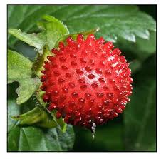 Image result for Duchesnea indica