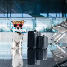 Pet shipping and pet transportation services with pet air. Pet Relocation Services Shipping Transport Services Jetset Pets