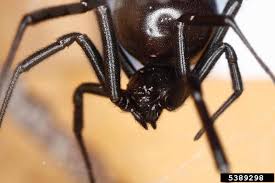 But despite looking similar to the more dangerous black widows, all these spiders are likely to do is give you a small and relatively harmless bite. Black Widow Spider Latrodectus Mactans Araneae Theridiidae 5389298