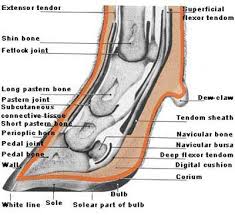 Image result for hoof disease chart for cow