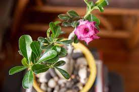If you have a desert rose plant, you know that it can be quite tricky to care for, and you may be wondering 'when the desert rose is a plant that can grow quite quickly and may need repotting several times over the course of its life. Desert Rose Plant Care Growing Guide