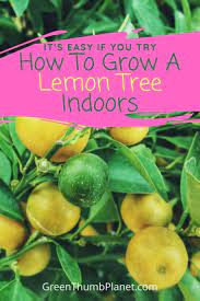 How To Easily Grow A Dwarf Lemon Tree Indoors Indoor Lemon Tree Dwarf Lemon Tree Lemon Tree