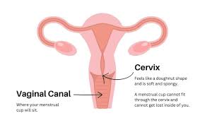 Image result for cervix position