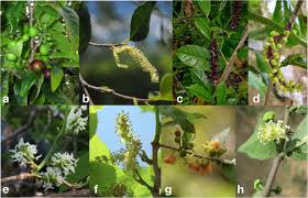 Image result for Streblus usambarensis