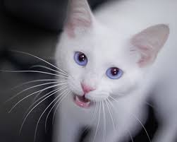 Cat Photography: Q & A with Susan Weingartner • hauspanther