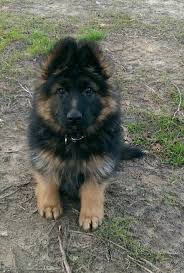 Black And Red Long Coat German Shepherd Puppies Achilles Long Coat German Shepherd 11 Weeks Animals Cute Animals German Shepherd Puppies