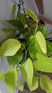 Neon Pothos Neon Pothos Low Light Plants Cool Plants