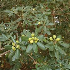 Image result for Pittosporum tobira
