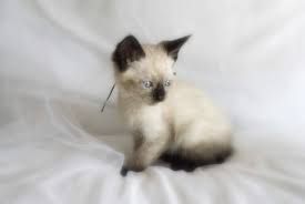 Provider of construction machinery and equipment used equipment, new equipment, rental, repair and spare parts. Mitten Kittens Siamese Kitten Breeder From Michigan