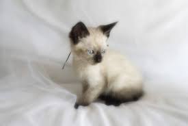 Offering maine coon kittens for sale. Mitten Kittens Siamese Kitten Breeder From Michigan