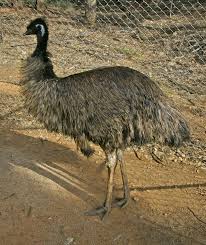 Kiwi Emu Birds That Cannot Fly Pin By Pinfectionist On Birds Flightless Animals Of The World Birds Flying Big Bird