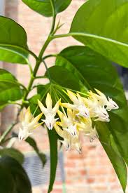 Image result for hoya multiflora