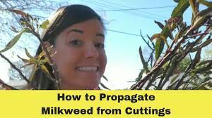 The leaves of this native perennial plant are the only food source for caterpillars of monarch butterflies. How To Propagate Milkweed From Cuttings Youtube