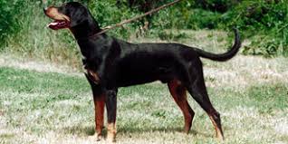 Image result for sedmihradský honič