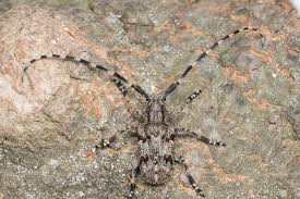 Image result for Buchnera cryptocephala