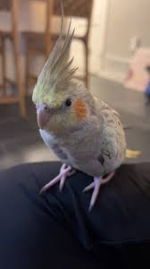 Lost And Found Pets Of KC