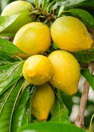 Fruiting occurs in two major waves during august to october and again from february to march. Pin On Products