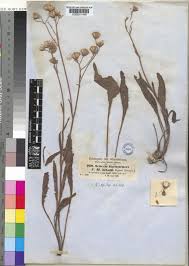 Image result for Senecio hochstetteri