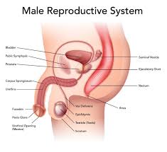 female diagram human body female diagram side view female