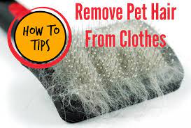 If figuring out how to remove pet hair from clothing and more is the price we pay for all the cuddles, wet kisses, and fun we have with our furry friends, it's worth it. Pin On Cats