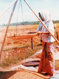 Kawasan penanaman padi huma dan bukit di sabah terdapat di daerah seperti papar,tuaran,tambunan, ranau ,kota belud dan kota marudu. Penanaman Padi Di Malaysia Kisah Petani Silam Myrokan