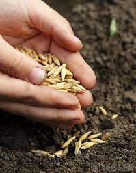 We did not find results for: How Do I Dry Seeds For Next Year With Pictures