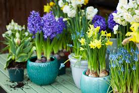 Quelles plantes pour une jardinière d'automne et d'hiver ? Les Plantes De Jardin Du Mois De Fevrier Les Bulbes Printaniers En Pot Office Des Fleurs