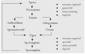 Metagenesis Pada Tumbuhan Lumut Didominasi Oleh Fase