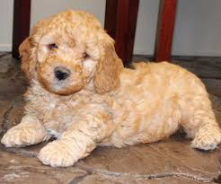 Double doodle puppy for sale in cedar lane, pa, usa. Mini Goldendoodle Puppies For Sale In Pa California Ny Others Mini Goldendoodle