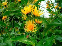 Image result for Inula mannii