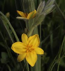 Image result for Hypoxis rigidula