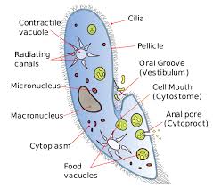 Difference Between Amoeba And Paramecium Pediaa Com Animal Classification Nutrition Facts Label Human Body Organs
