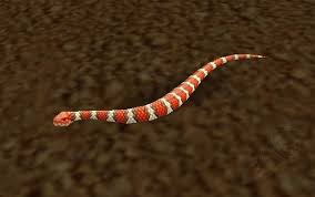 Serpent Corail Pnj World Of Warcraft Un serpent corail s'en prend à un autre serpent qui n'aura aucune chance. serpent corail pnj world of warcraft