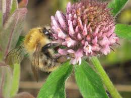 Planbee is a native plant nursery located in port coquitlam, bc that grows and sells coastal native plants with the goal of making them more accessible and helping our declining bee & pollinator populations. Greater Manchester It S Time For Plan Bee Mancunianbirder
