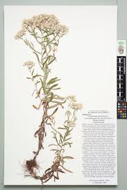 Image result for Gnaphalium