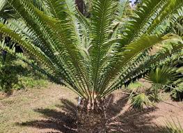 Image result for Cyathula natalensis