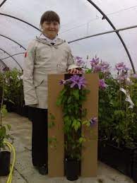 To all areas of mainland uk. The Size Of Clematis Plants We Grow Taylors Clematis