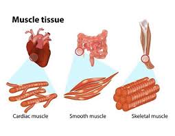 Image result for Muscle Tissue