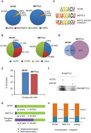 I know fam while lotta minecraft. Mammalian Wtap Is A Regulatory Subunit Of The Rna N6 Methyladenosine Methyltransferase Cell Research