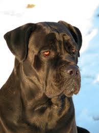 It is used for personal protection, tracking, law enforcement, as a guard dog, and as a companion dog. Cane Corso Wikipedia