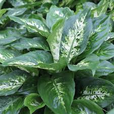 Dieffenbachia Perfecta Compacta Pohlmans Phone 07 5462 0477
