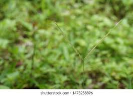 Image result for Paspalum vaginatum