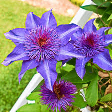 Image result for Clematis
