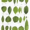 The asian species has larger, broader leaves that are more. 1