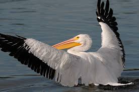 White Bird With Wings Spread Pelican Photography American White Pelicans And Pacific Brown Pelicans Pelican Photos Pelican Bird Photography