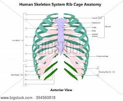 In humans, the rib cage, also known as the thoracic cage. Rib Cage Images Illustrations Vectors Free Bigstock