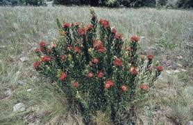 Image result for Leucospermum saxosum